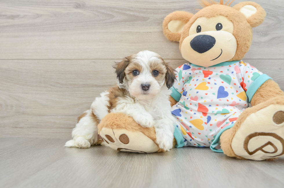 6 week old Havapoo Puppy For Sale - Florida Fur Babies