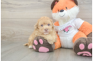 Havapoo Pup Being Cute