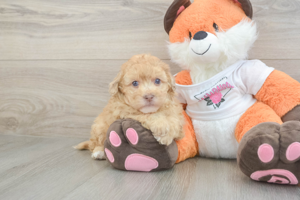Havapoo Pup Being Cute