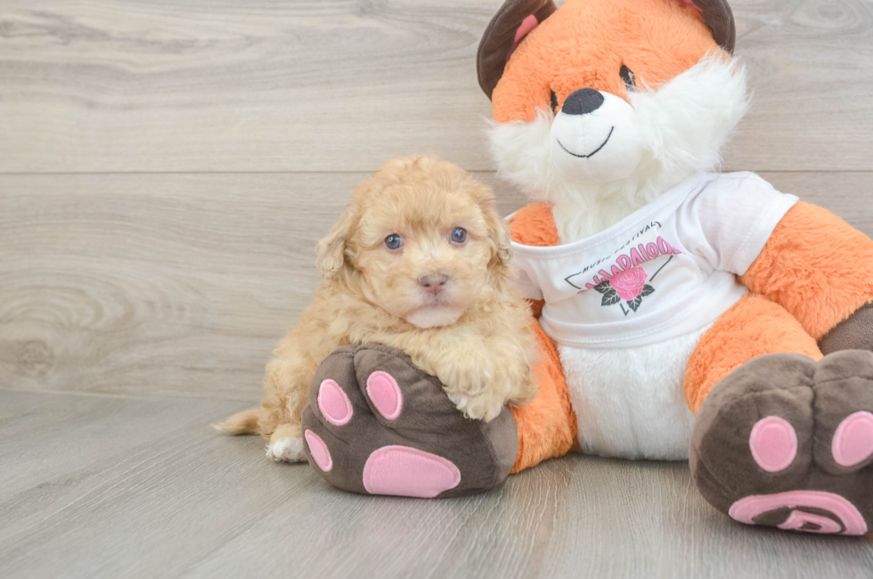 6 week old Havapoo Puppy For Sale - Florida Fur Babies