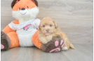 Havapoo Pup Being Cute