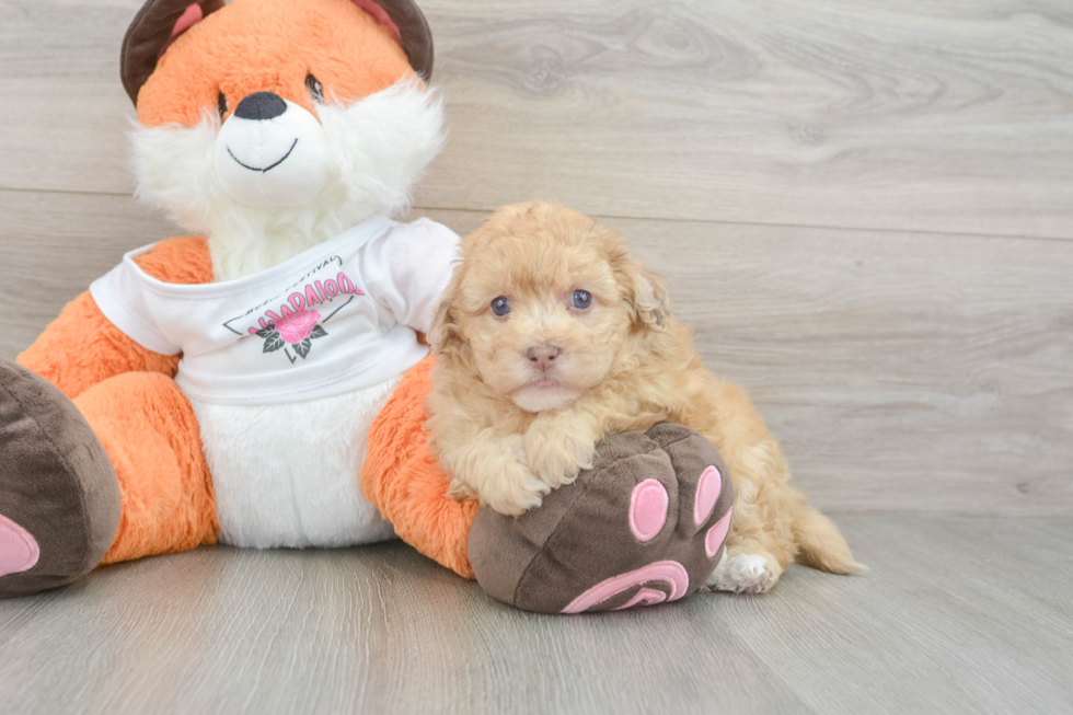 Havapoo Pup Being Cute