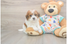 Havapoo Puppy for Adoption