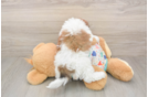Best Havapoo Baby
