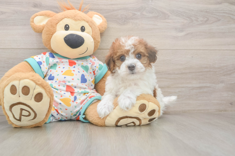 5 week old Havapoo Puppy For Sale - Florida Fur Babies
