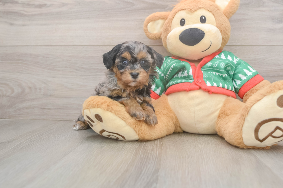 5 week old Havapoo Puppy For Sale - Florida Fur Babies