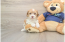 Fluffy Havapoo Poodle Mix Pup