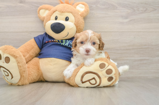 Best Havapoo Baby