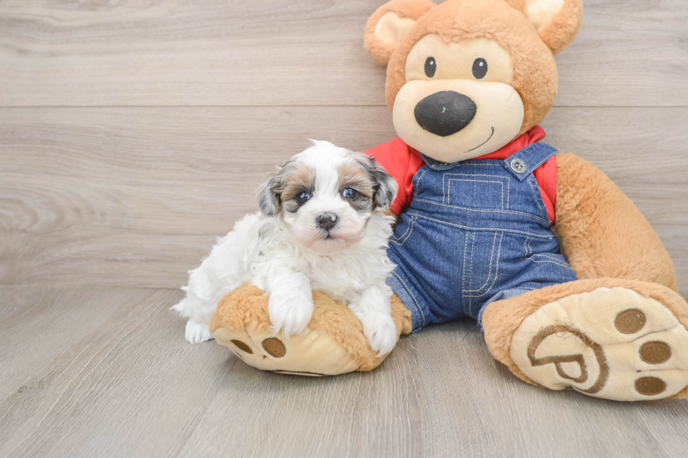 Popular Havapoo Poodle Mix Pup
