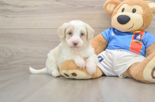 Havapoo Puppy for Adoption