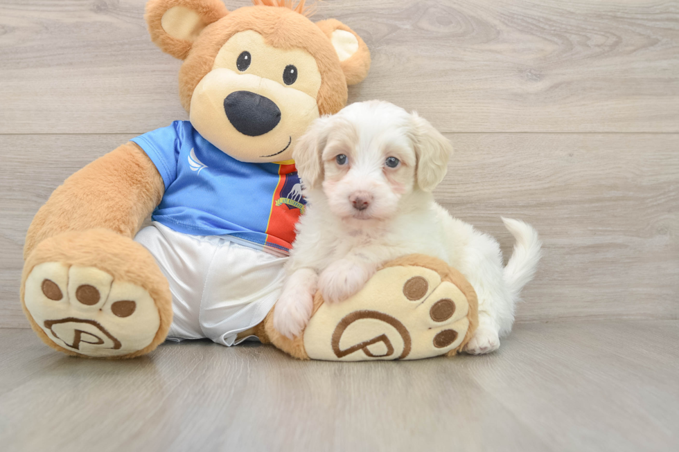 Cute Havapoo Baby