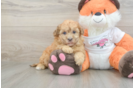 Little Havadoodle Poodle Mix Puppy
