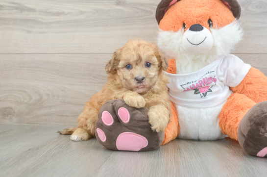 Little Havadoodle Poodle Mix Puppy