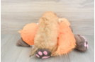 Smart Havapoo Poodle Mix Pup