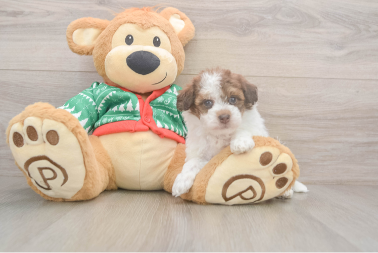 Friendly Havapoo Baby