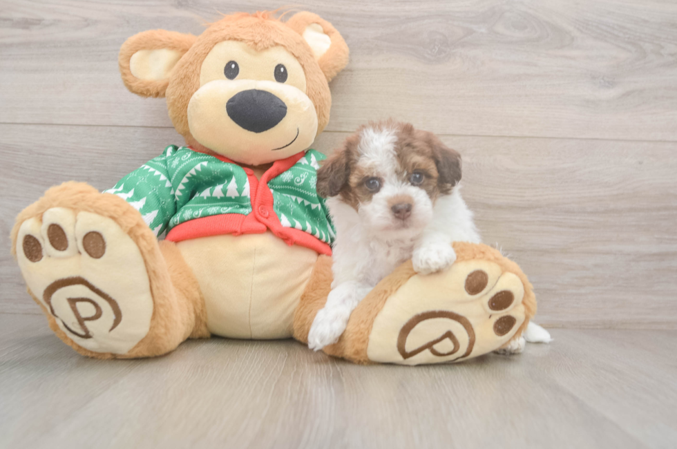 5 week old Havapoo Puppy For Sale - Florida Fur Babies