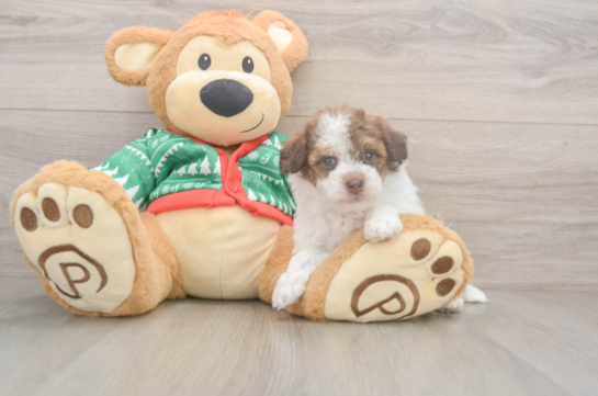 Friendly Havapoo Baby