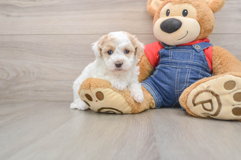Little Havadoodle Poodle Mix Puppy