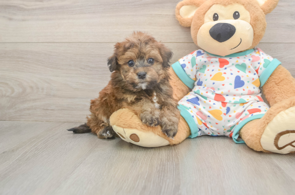 5 week old Havapoo Puppy For Sale - Florida Fur Babies