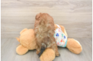 Havapoo Puppy for Adoption