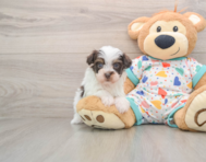 7 week old Havapoo Puppy For Sale - Florida Fur Babies