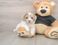 6 week old Havapoo Puppy For Sale - Florida Fur Babies