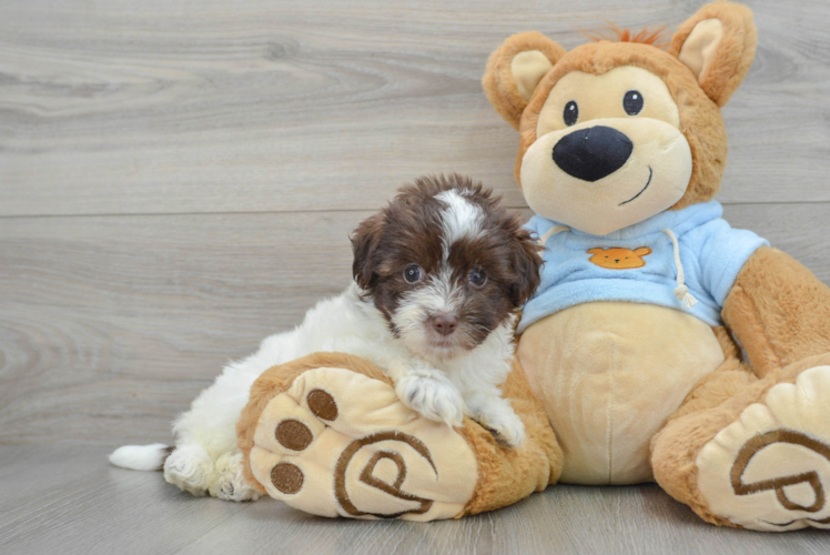 Popular Havapoo Poodle Mix Pup