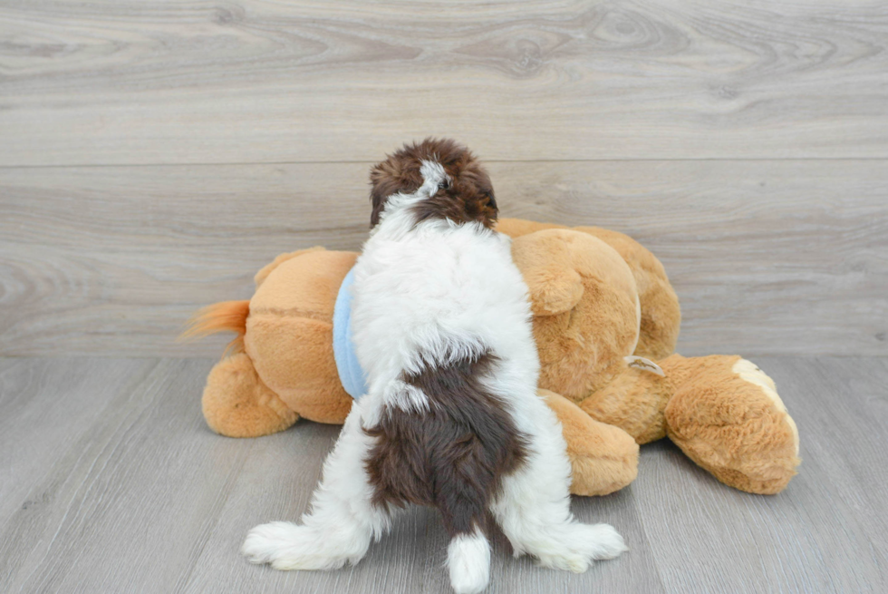 Adorable Havanese Poodle Mix Puppy