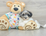 7 week old Havapoo Puppy For Sale - Florida Fur Babies