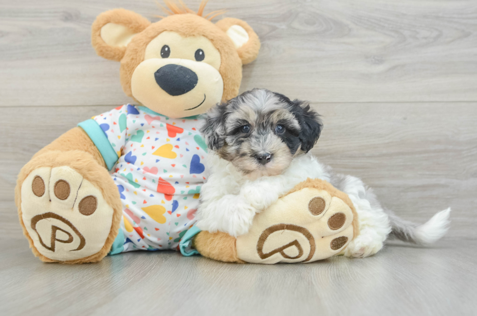 6 week old Havapoo Puppy For Sale - Florida Fur Babies