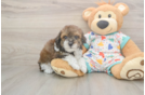Smart Havapoo Poodle Mix Pup