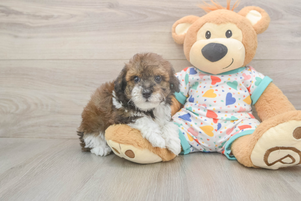 Smart Havapoo Poodle Mix Pup