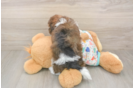 Playful Havadoodle Poodle Mix Puppy