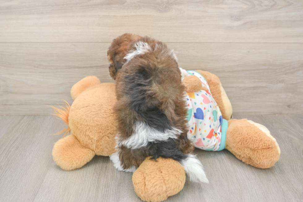 Playful Havadoodle Poodle Mix Puppy