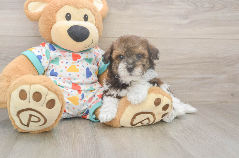 5 week old Havapoo Puppy For Sale - Florida Fur Babies
