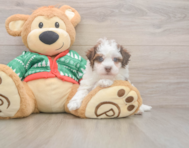 6 week old Havapoo Puppy For Sale - Florida Fur Babies