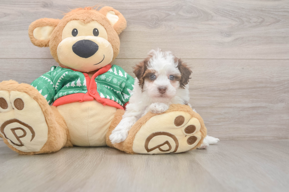 5 week old Havapoo Puppy For Sale - Florida Fur Babies