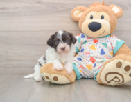 7 week old Havapoo Puppy For Sale - Florida Fur Babies