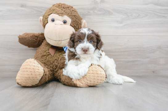 30 week old Havapoo Puppy For Sale - Florida Fur Babies