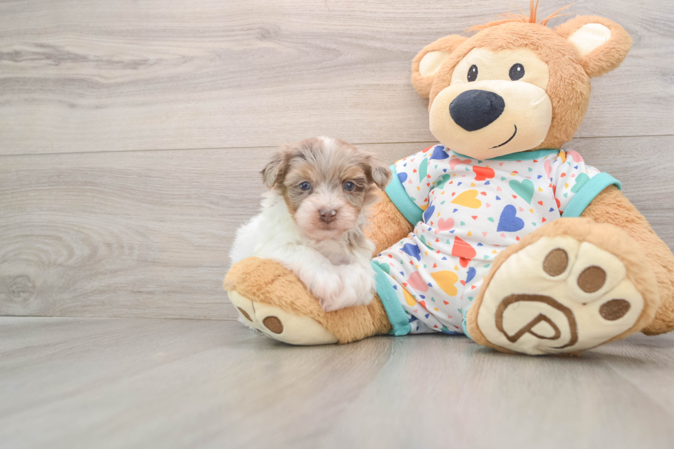 Sweet Havapoo Baby