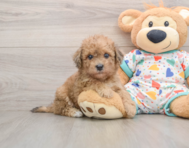 6 week old Havapoo Puppy For Sale - Florida Fur Babies