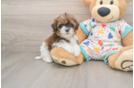 Adorable Havadoodle Poodle Mix Puppy