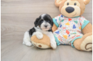 Petite Havapoo Poodle Mix Pup