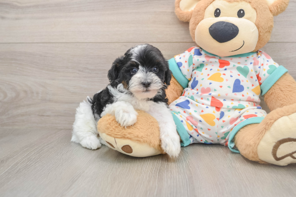 Petite Havapoo Poodle Mix Pup
