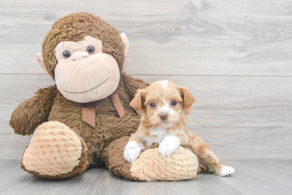 Little Havadoodle Poodle Mix Puppy