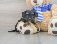 7 week old Havapoo Puppy For Sale - Florida Fur Babies
