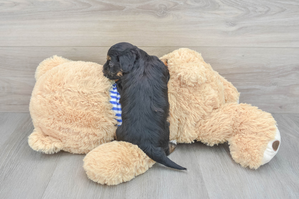 Popular Havapoo Poodle Mix Pup