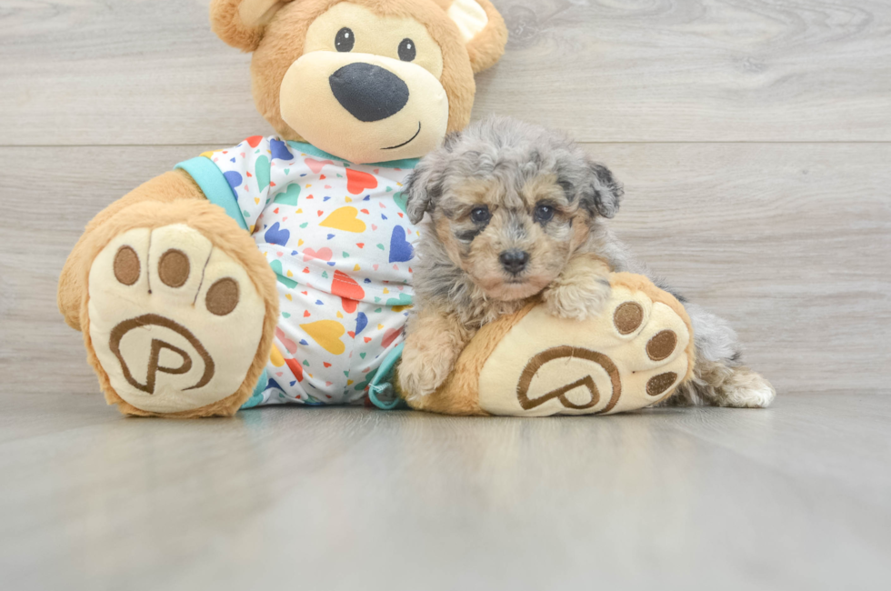 5 week old Havapoo Puppy For Sale - Florida Fur Babies