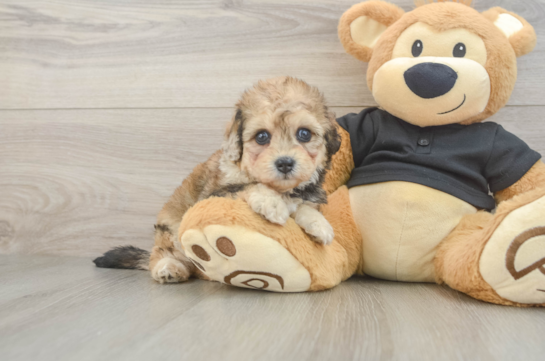 Energetic Havadoodle Poodle Mix Puppy