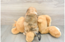 Popular Havapoo Poodle Mix Pup